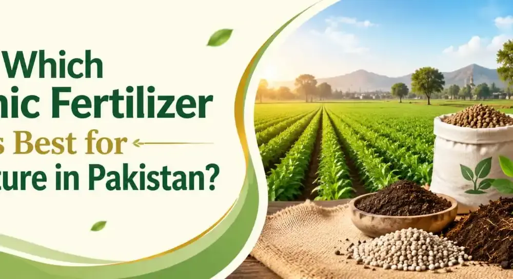Organic Fertilizer
