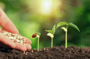 Organic Fertilizer