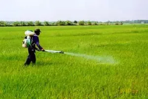 Best Fertilizers for rice in Pakistan